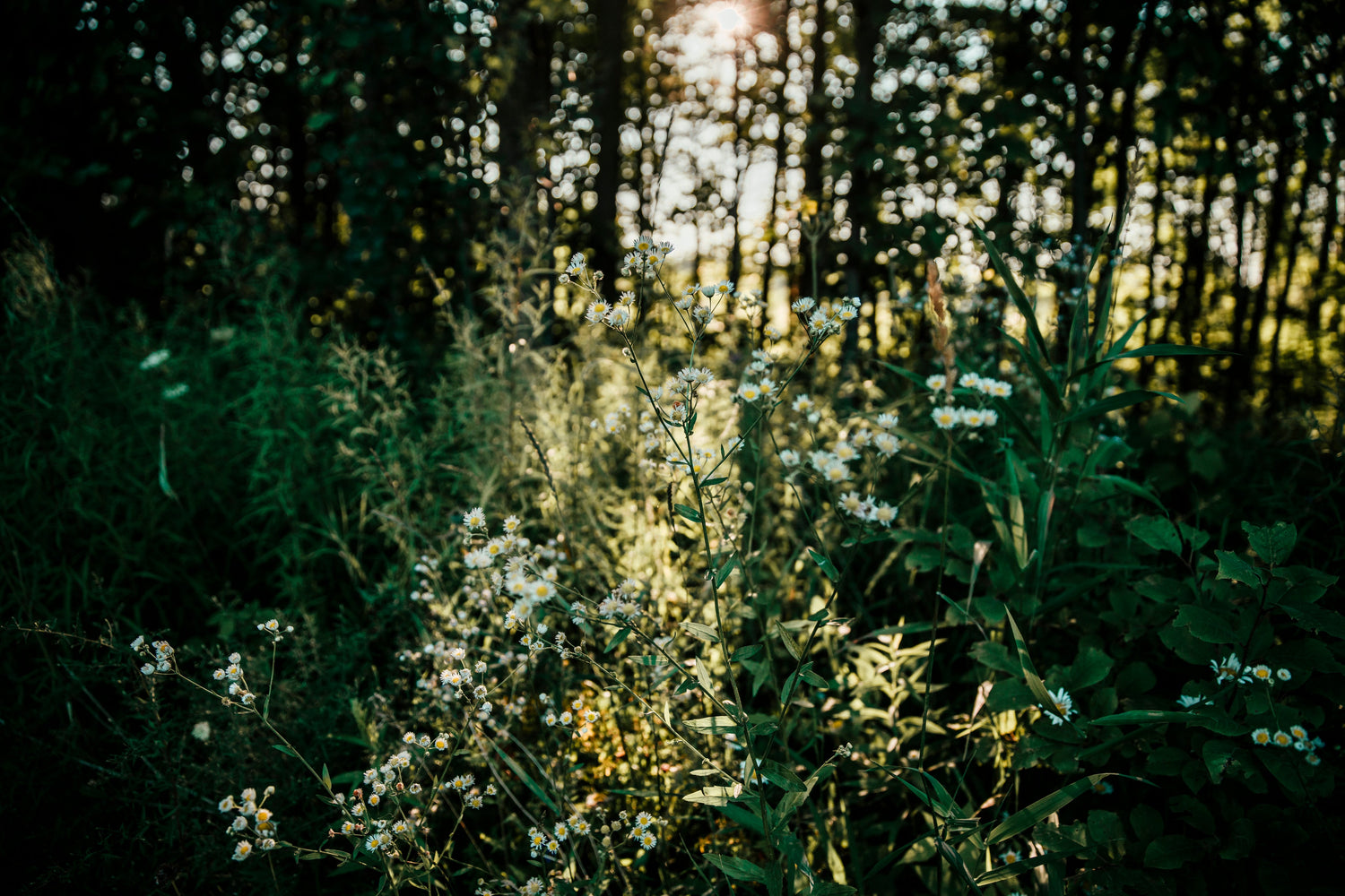 Wildblumen und Gräser am sonnigen Waldrand.