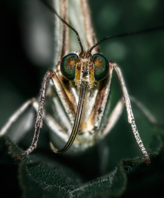 Der parasitäre Kreislauf des Lebens; Alles eine Frage der Entscheidung! - MIROMI - Swiss Essentials GmbH