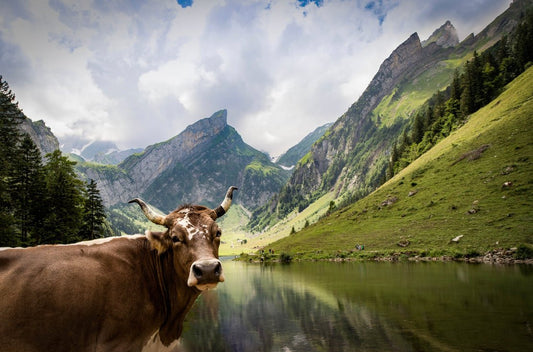 Herzlich Willkommen im MIROMI Shop! - MIROMI - Swiss Essentials GmbH